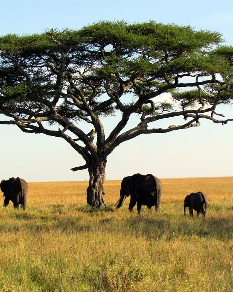 Safari en Tanzania
