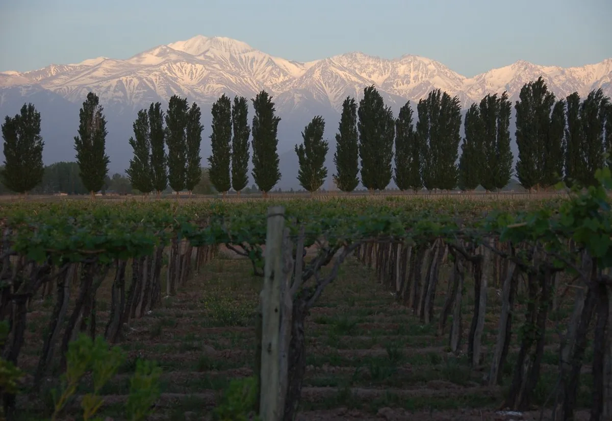 Viñedos con los Andes de fondo, Mendoza